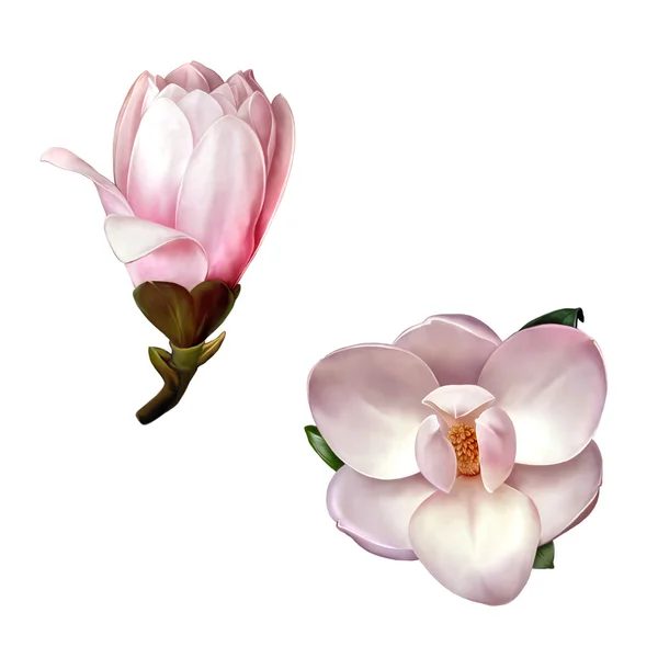 Schöne Magnolienblüten — Stockfoto