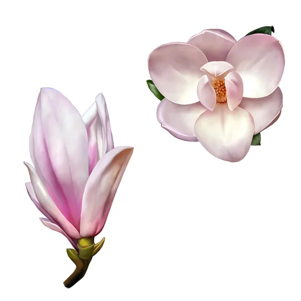 Bellissimi fiori di magnolia — Foto Stock