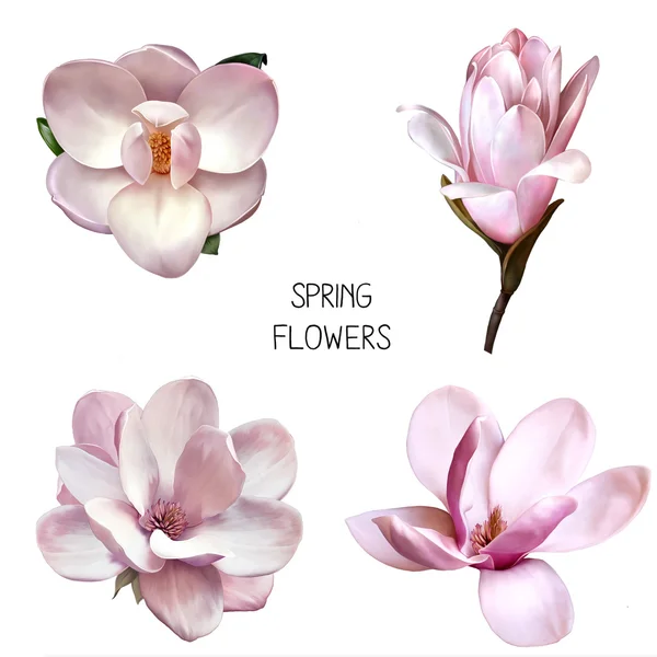 Hermosas flores magnolia — Foto de Stock