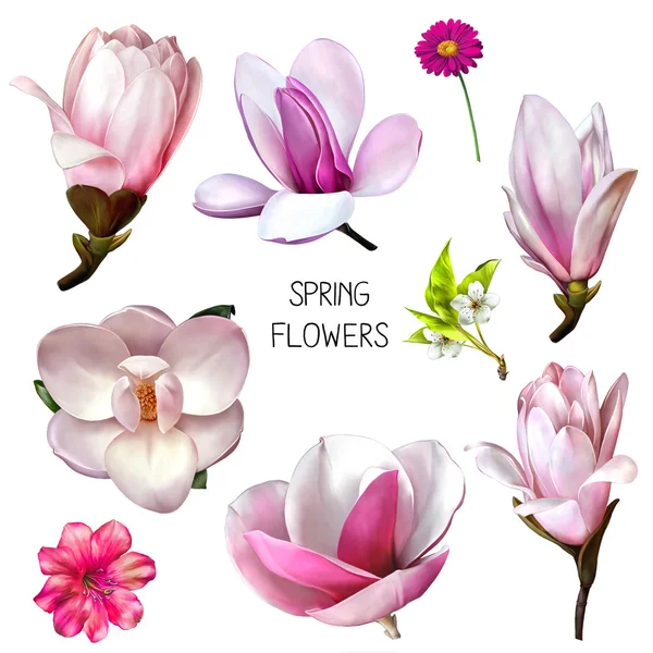 Krásná magnólie květiny — Stock fotografie