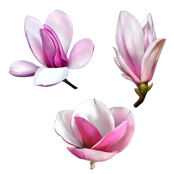 Kwiaty magnolia zaostrzona — Zdjęcie stockowe