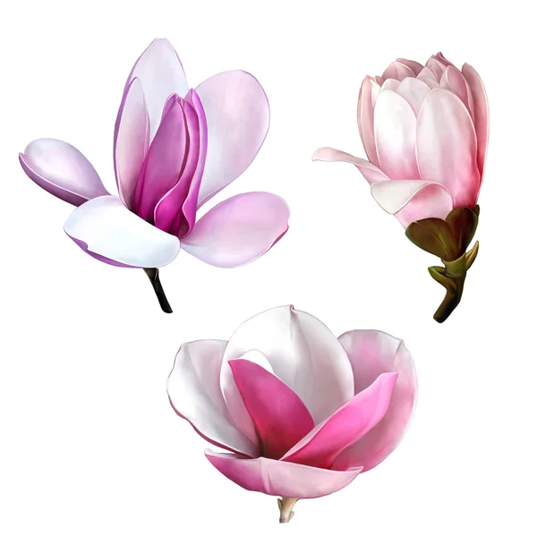 Magnolia όμορφα λουλούδια — Φωτογραφία Αρχείου