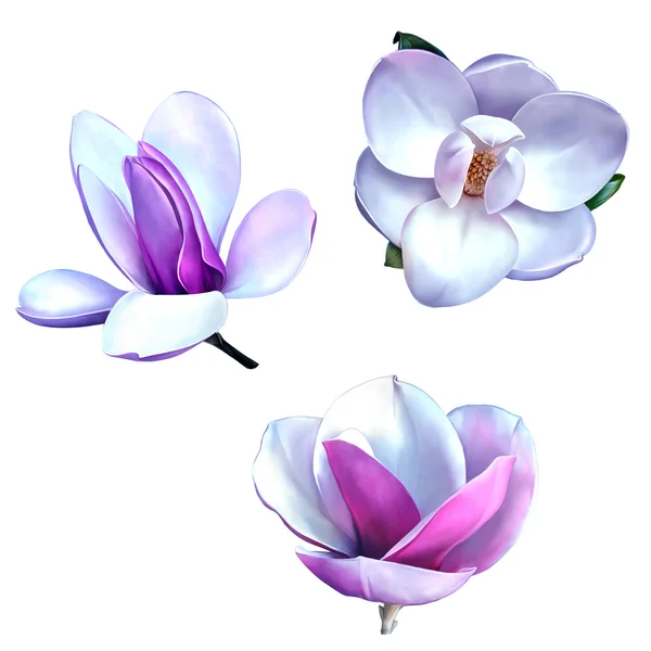 Krásná magnólie květiny — Stock fotografie