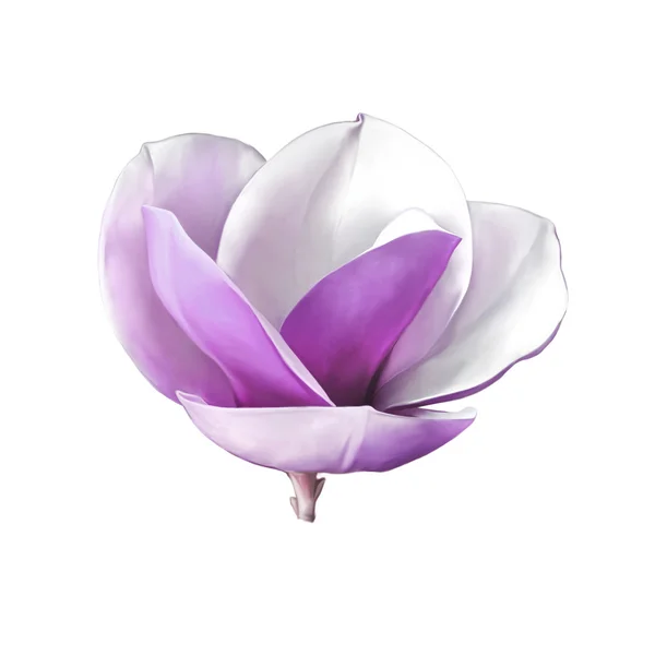 Prachtige magnolia bloem — Stockfoto