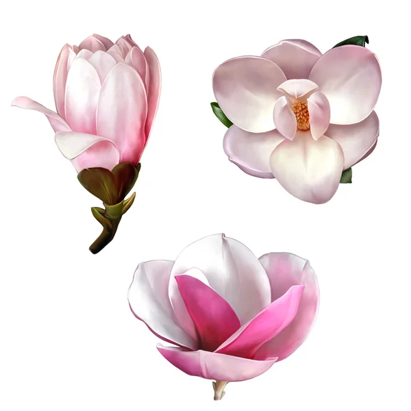 Bunga Magnolia yang indah — Stok Foto