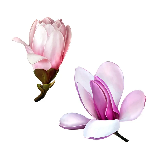 Schöne Magnolienblüten — Stockfoto