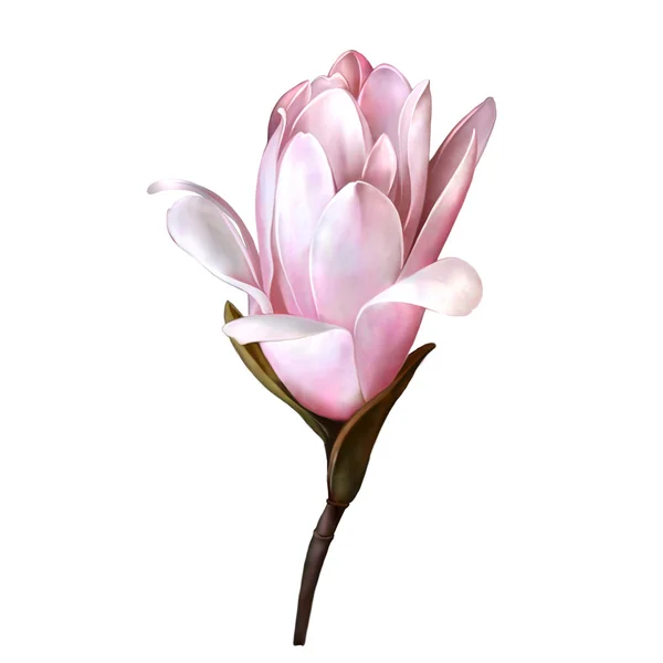 Prachtige magnolia bloem — Stockfoto