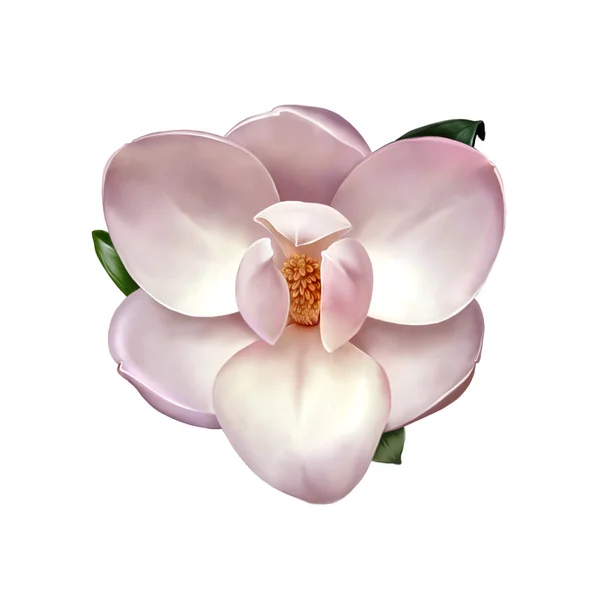 Schöne Magnolienblüten — Stockfoto