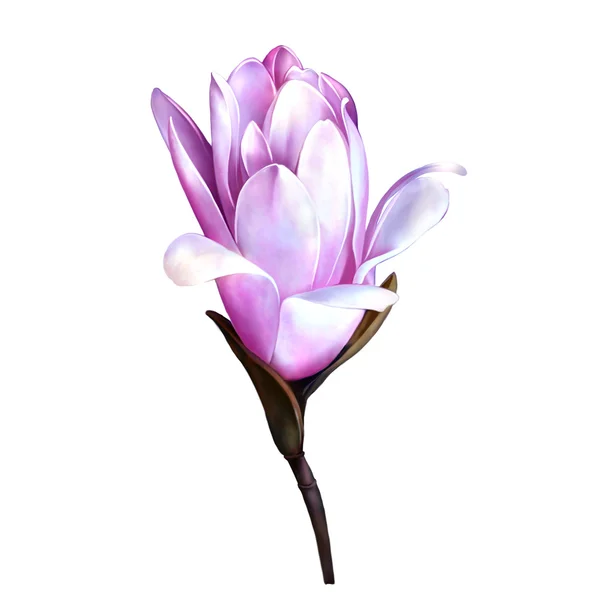 Красивый цветок магнолии — стоковое фото
