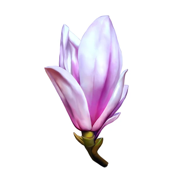Красиві Магнолія квітка — стокове фото