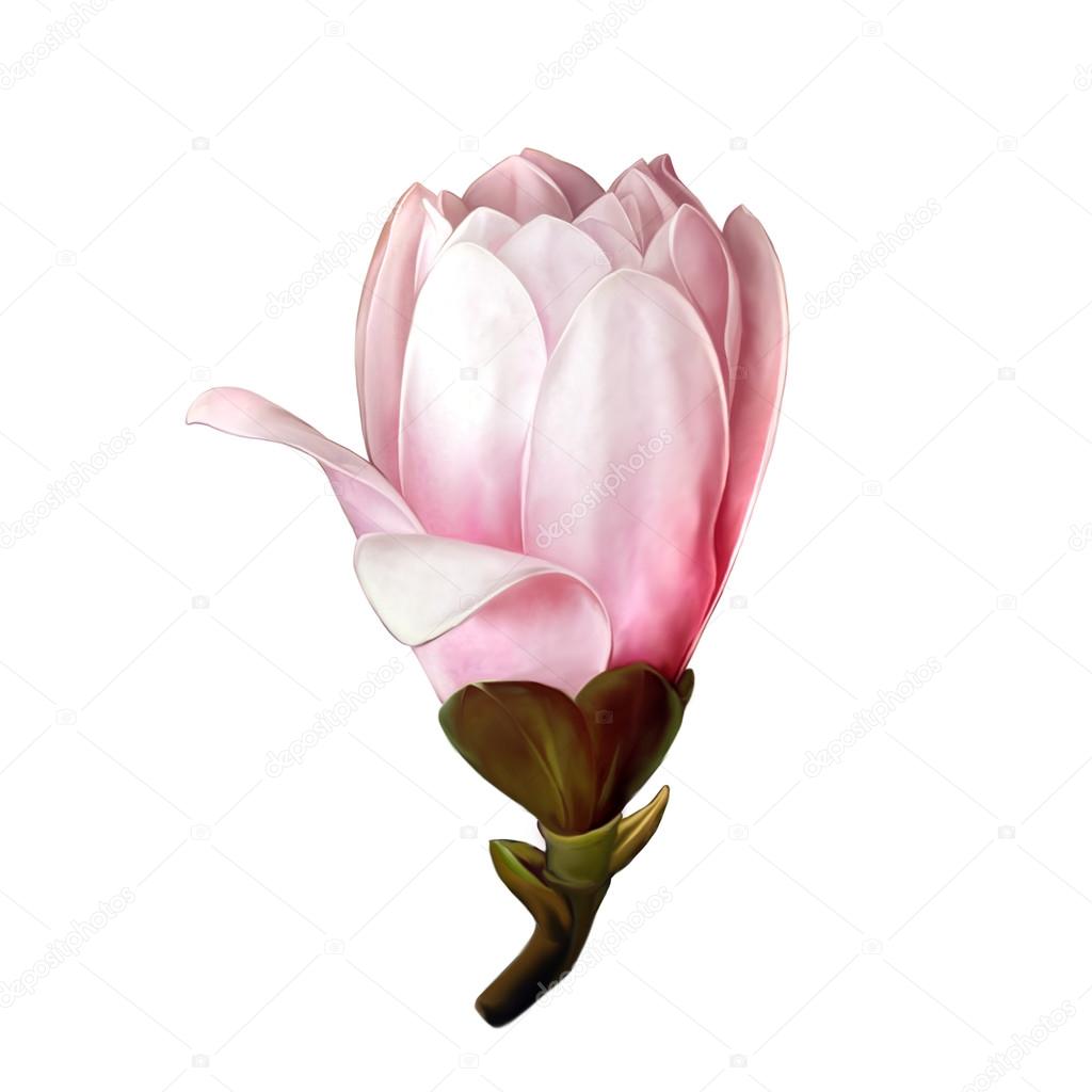 beautiful magnolia flower 
