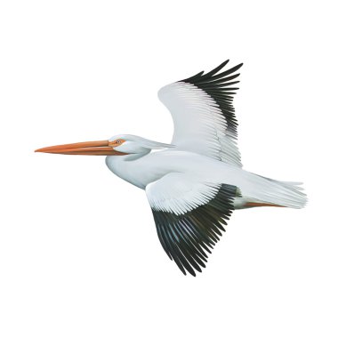 American White Pelican clipart