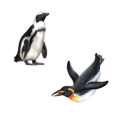 gentoo pengueni