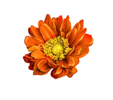 Çok güzel parlak turuncu çiçek