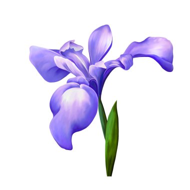 Menekşe iris çiçeği