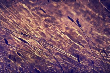 Gün batımında çimen tarlası