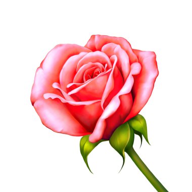 kırmızı gül çiçek