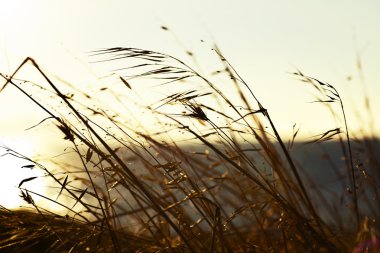 Gün batımında çimen tarlası