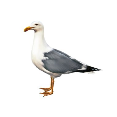 Beyaz kuş martı