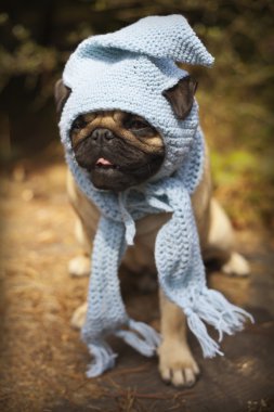 Gnome şapkalı köpek Pug yavrusu