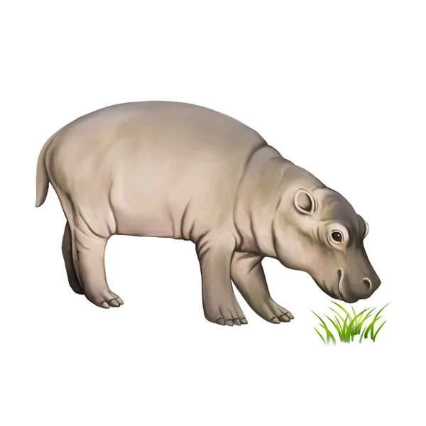 Baby hippopotamus eating grass — Stock Photo, Image