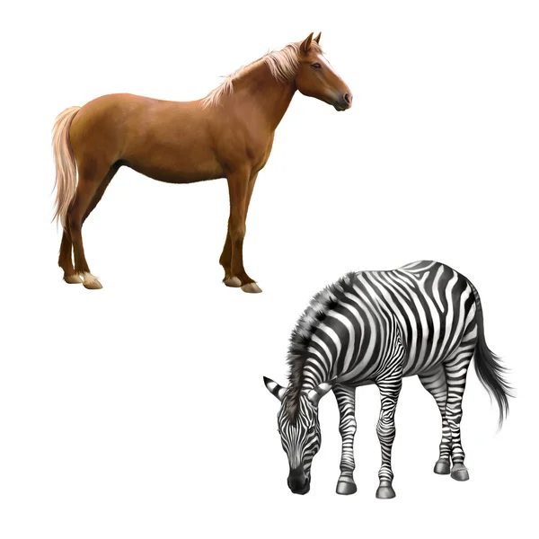 Koně a zebry — Stock fotografie