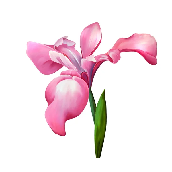 Розовый цветок радужки — стоковое фото