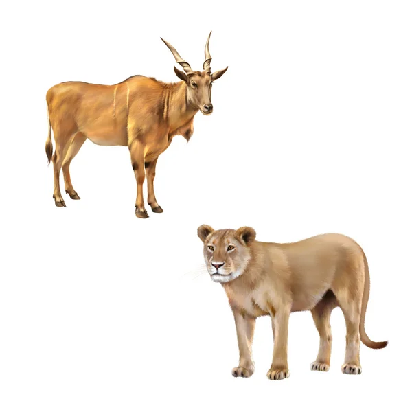 Common eland and Panthera leo — Stock Photo, Image