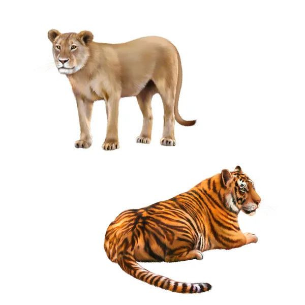 Panthera leo y Tigre de Bengala — Foto de Stock