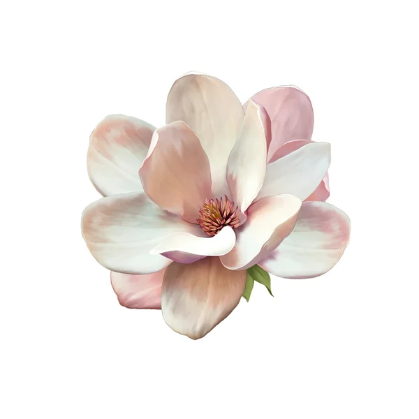 Magnolia λουλούδι — Φωτογραφία Αρχείου