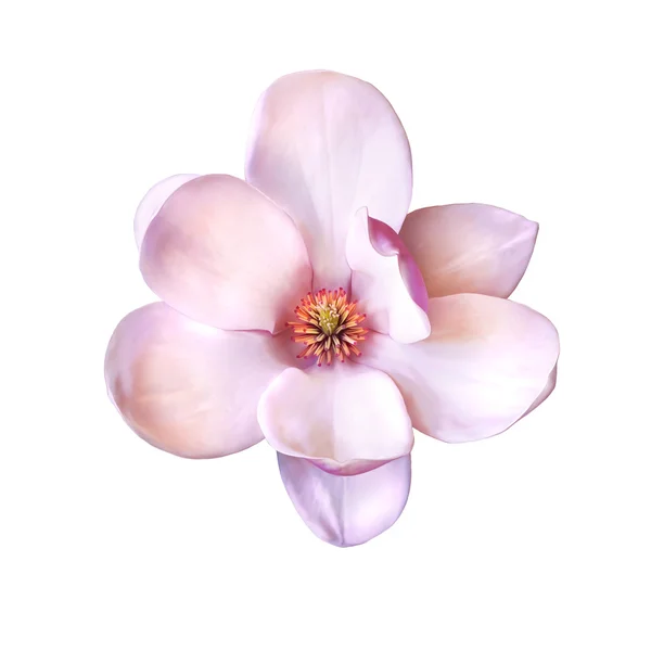 Fiore di Magnolia — Foto Stock