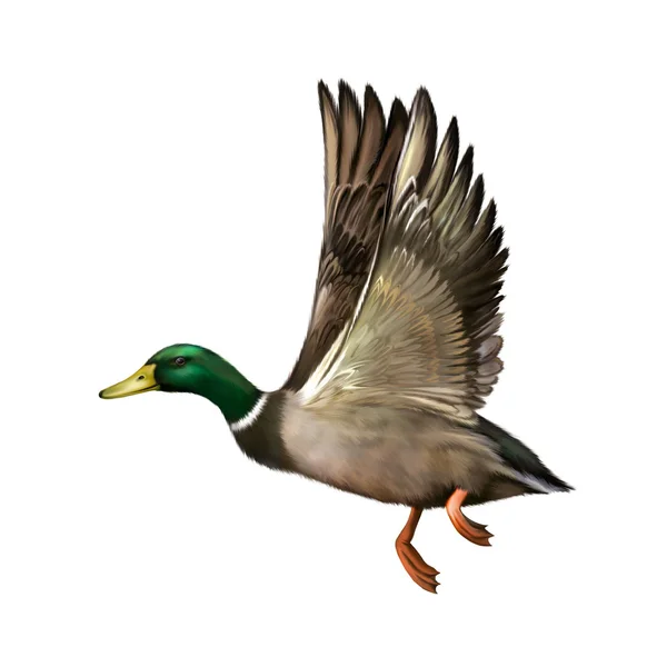 Mallard Drake en vuelo — Foto de Stock