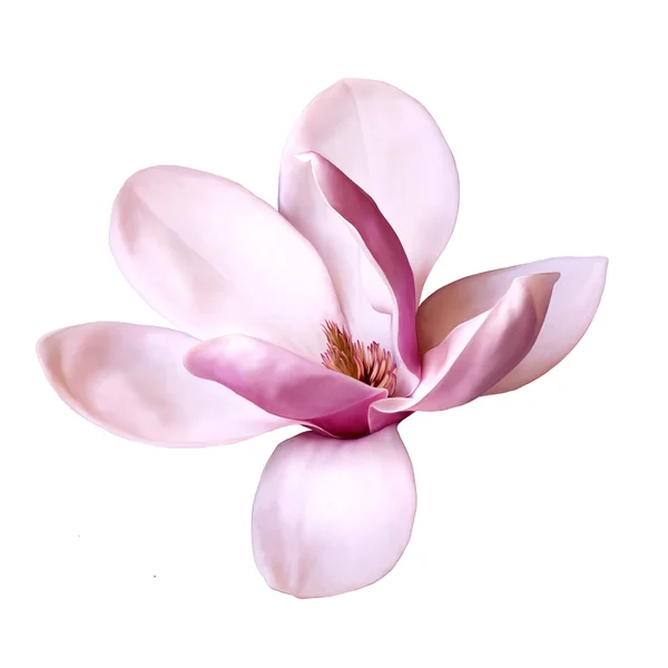 Magnolia bloem — Stockfoto