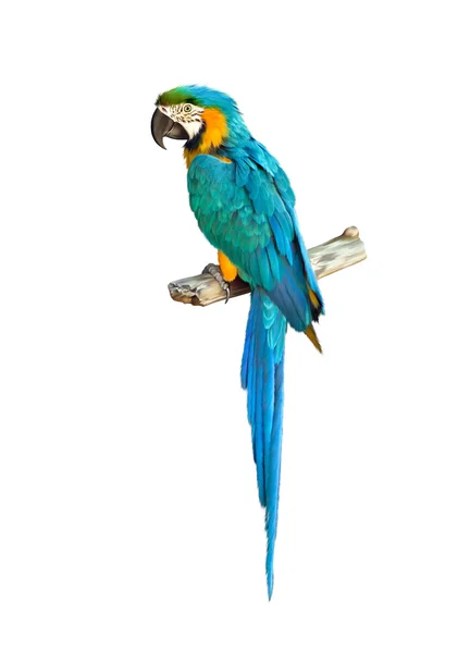 Guacamayo de loro azul colorido — Foto de Stock