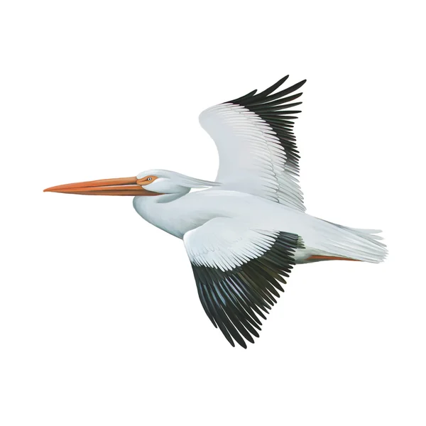 Amerikan beyaz Pelikan — Stok fotoğraf