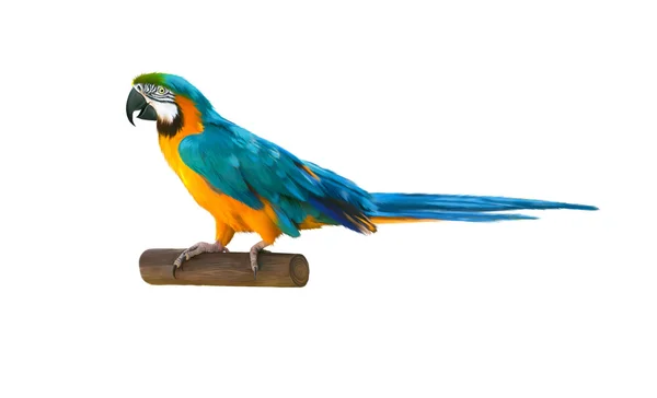 Барвистий синій папуга макарони — стокове фото