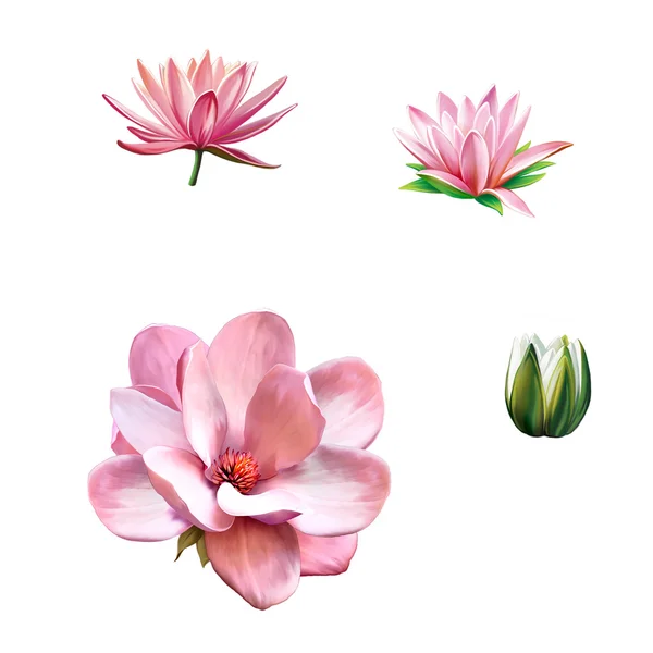 Rosa magnolia blomma — Stockfoto