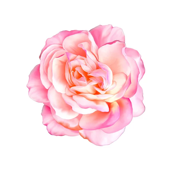 Rosa Rosenblüte — Stockfoto