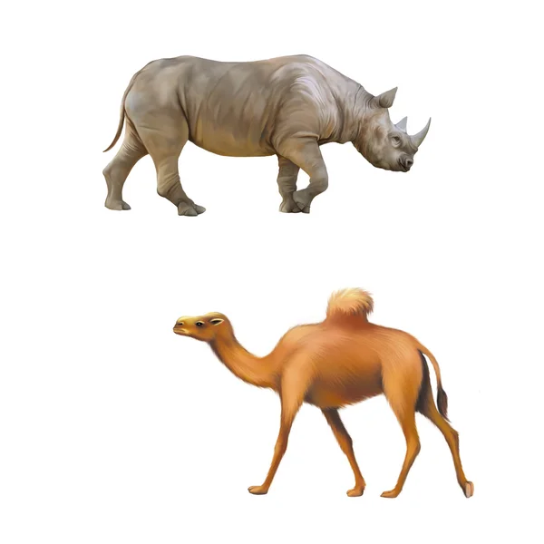 Носорог и один копытный верблюд — стоковое фото