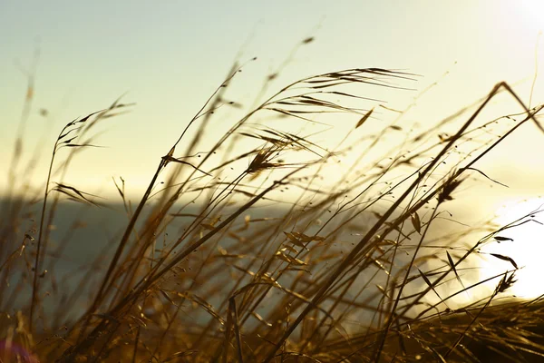 Wiese mit Gras bei Sonnenuntergang — Stockfoto