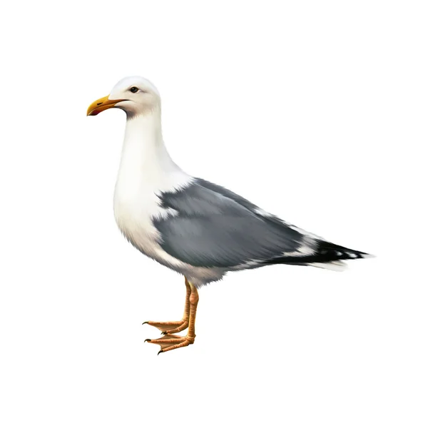 Witte vogel zeemeeuw — Stockfoto