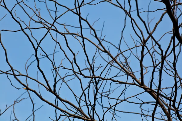 Silhouette ramo dell'albero — Foto Stock