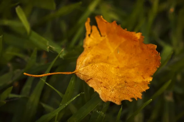 Yellow autumn leaf — Stock Photo, Image