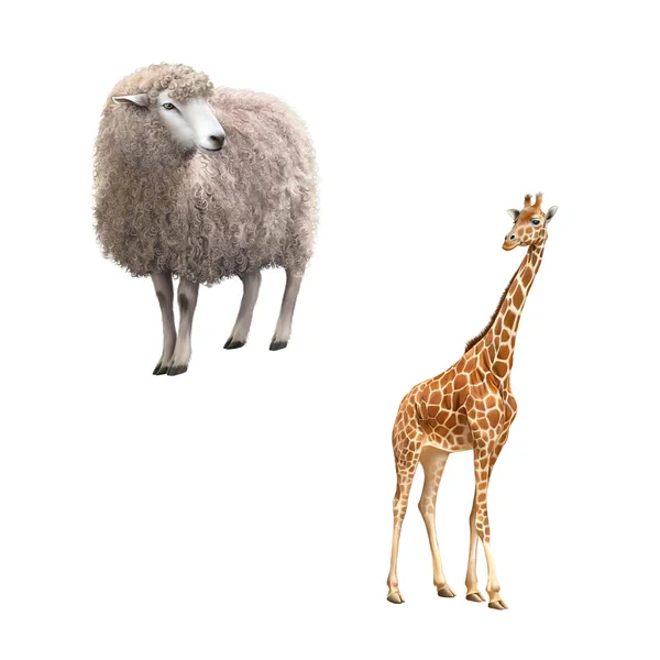 Giraffe and Sheep — Stock Photo, Image