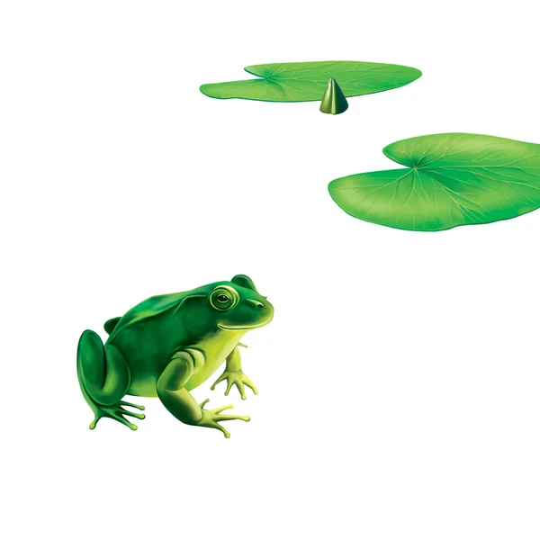 Zelená žába se skvrnami — Stock fotografie