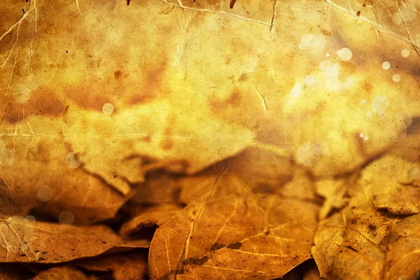 Outono magnólia folhas — Fotografia de Stock