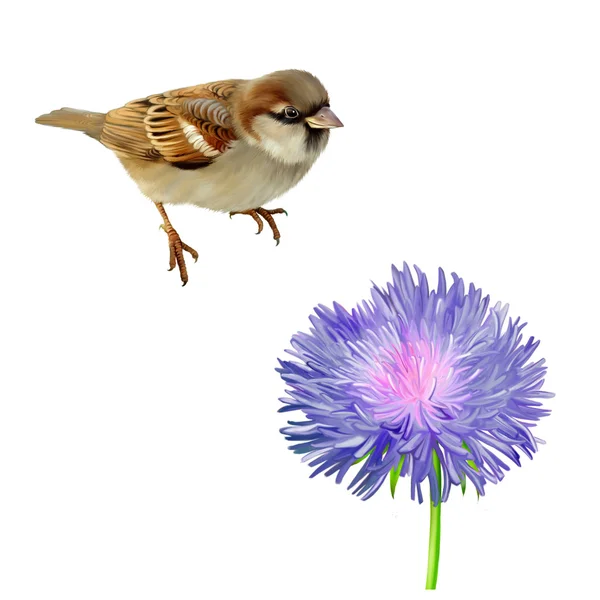 House Sparrow and flower — Stock Photo, Image
