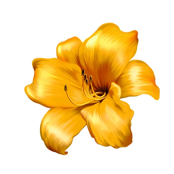 Yellow lily — Stock Photo, Image