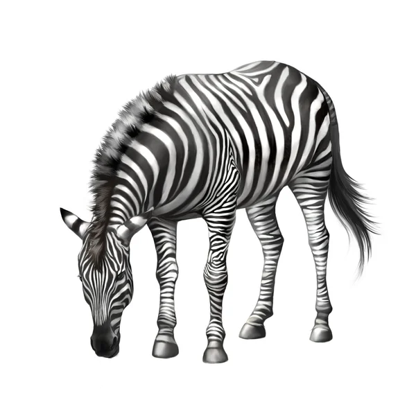 Çim yeme aşağı bükülmüş zebra — Stok fotoğraf