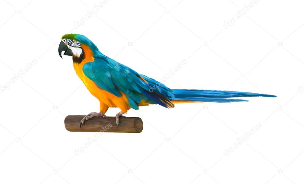 Colorful blue parrot macaw